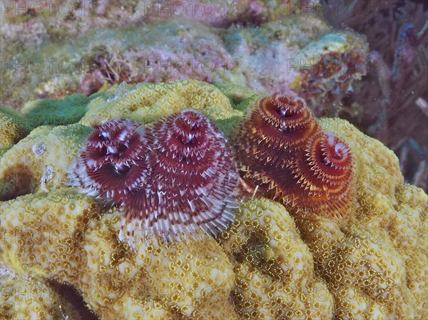 Colourful tubeworms, Christmas tree worm (Spirobranchus giganteus), embedded in the surface of corals. Dive site John Pennekamp Coral Reef State Park, Key Largo, Florida Keys, Florida, USA, North America