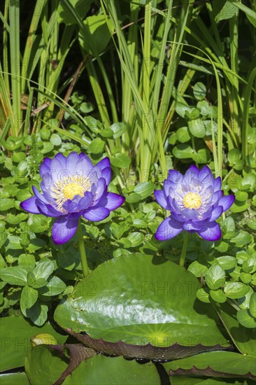 Blue-purple coloured tropical water lilies in a garden pond, Gigantea Dark Purple, water lily, Baden-Württemberg, Germany, Europe