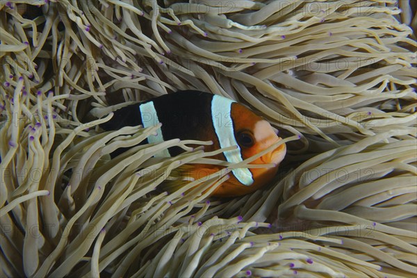 A Clark's anemonefish (Amphiprion clarkii) hiding between the tentacles of a sea anemone, dive site SD, Nusa Ceningan, Nusa Penida, Bali, Indonesia, Asia