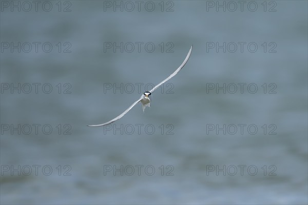 Little tern (Sternula albifrons) adult bird in flight with a fish in its beak, Suffolk, England, United Kingdom, Europe