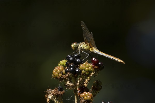 Common darter dragonfly (Sympetrum striolatum) adult female insect on a blackberry fruit in the summer, England, United Kingdom, Europe