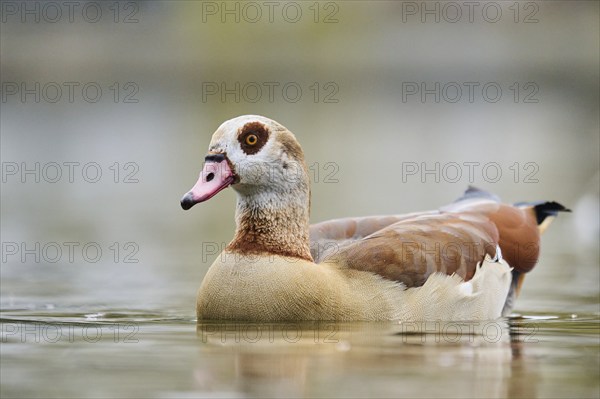 Egyptian goose (Alopochen aegyptiaca) swimming in the water, Bavaria, Germany, Europe