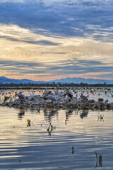 Dalmatian pelicans (Pelecanus crispus) on an island in Lake Kerkini, Lake Kerkini, dawn, Central Macedonia, Greece, Europe