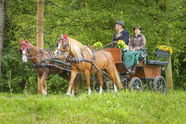 Presentation and route ride, all carriages in stylish tension, popular sporting event over approx. 30 km. An event organised by Reit- und Fahrverein Moritzburg e.V., 29th Moritzburger Teichrundfahrt, Moritzburg, Saxony, Germany, Europe