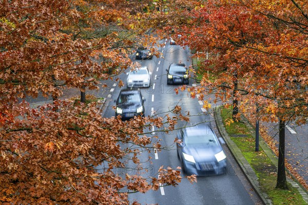 Autumn, road traffic, inner-city, trees in autumnal colours line a 4-lane road, symbolic image, Bottroper Straße in Essen, North Rhine-Westphalia, Germany, Europe