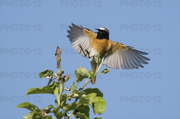 A common redstart (Phoenicurus phoenicurus), male, with outspread wings approaching the branch of an apple tree, blue sky, Hesse, Germany, Europe