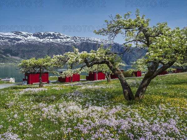 Campsite at the Sörfjord, branch of Hardangerfjord, apple trees in bloom, spring, Norway, Europe