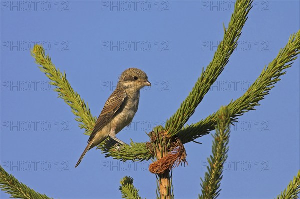 Red-backed shrike, red-backed shrike, spiny-backed shrike, family of shrikes, (Lanius collurio), young bird, Nahe valley, Hockenheim, Baden-Württemberg, Germany, Europe