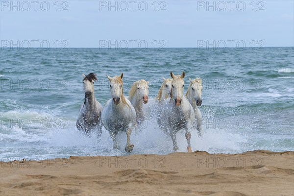 White Camargue horses galloping through the surf on the beach, dynamic and powerful scene, Camargue, France, Europe