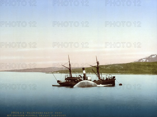 Whaling scenes on Skaaro. The Nancy Grey with a whale, Norway, c. 1895, Historical, digitally restored reproduction from a 19th century original, Record date not stated, Europe