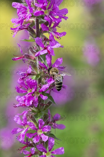 A honey bee (Apis mellifera) sits on a pink flower, purple loosestrife (Lythrum salicaria) and pollinates it, blurred green and pink colours can be seen in the background, Baden-Württemberg, Germany, Europe