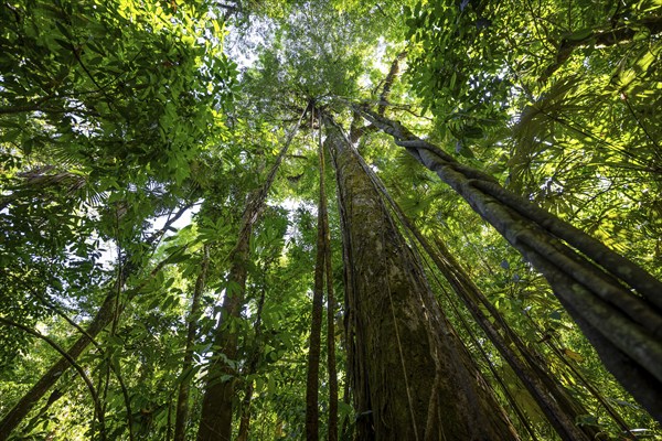 Dense vegetation in the tropical rainforest, roots of a strangler fig on a tree, view upwards, Corcovado National Park, Osa, Puntarena Province, Costa Rica, Central America