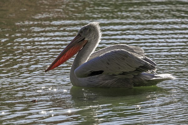 Pelican (Pelecanidae, Pelecanus), swims in water, captive, Germany, Europe