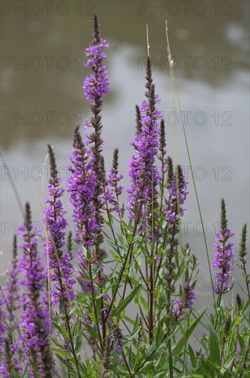 Purple loosestrife (Lythrum salicaria), Bavaria, Germany, Europe