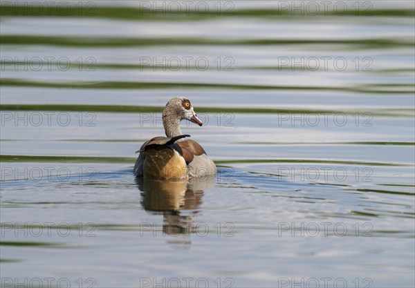 Egyptian goose (Alopochen aegyptiaca) swimming on a pond, Thuringia, Germany, Europe