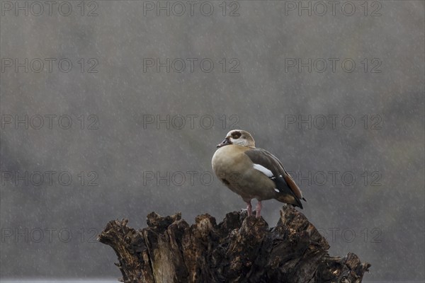 Egyptian goose (Alopochen aegyptiaca) adult bird on a tree stump during a rain storm, Suffolk, England, United Kingdom, Europe