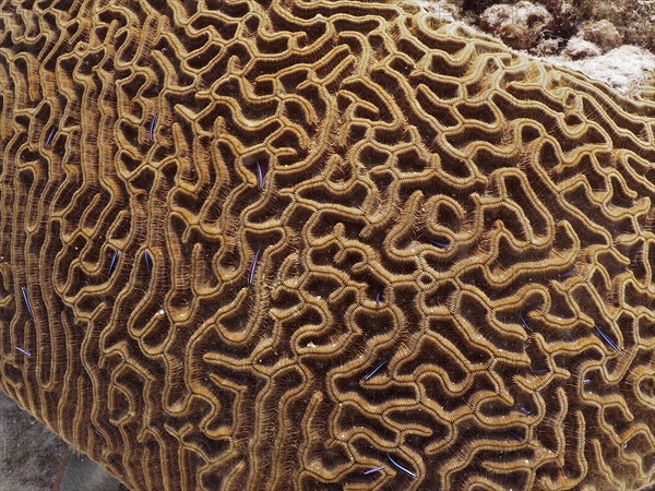 Close-up of a brown, richly textured coral, Brain coral (Diploria labyrinthiformis), underwater. Dive site John Pennekamp Coral Reef State Park, Key Largo, Florida Keys, Florida, USA, North America