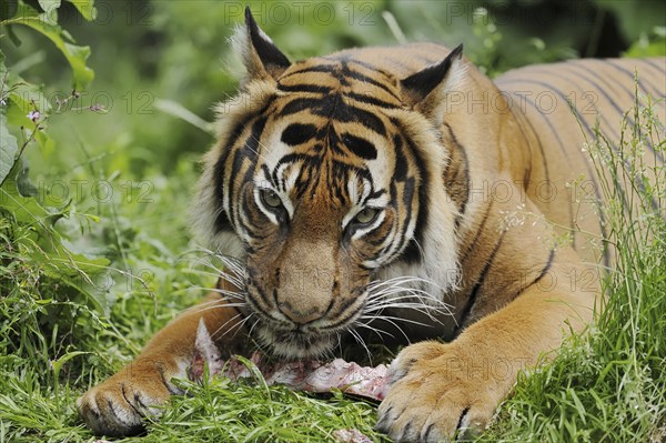 Sumatran tiger (Panthera tigris sumatrae), feeding, captive, occurring on Sumatra, Indonesia, Asia