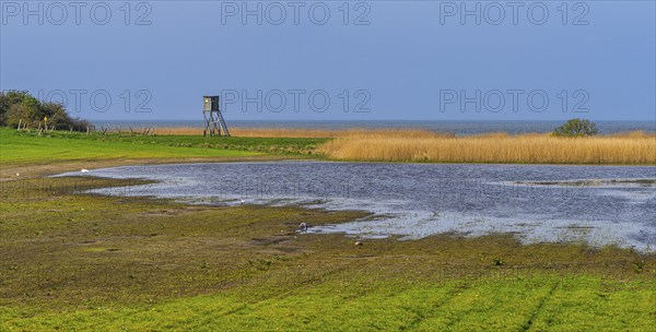 Lowlands on the Bodden on Rügen, Mönchgut peninsula, Mecklenburg-Western Pomerania, Germany, Europe