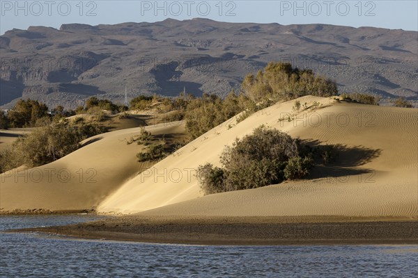 Nature reserve Dunes of Maspalomas, small lagoon La Charca de Maspalomas and sand dunes in the evening light, Province of Las Palmas, Gran Canaria, Canary Islands, Spain, Europe