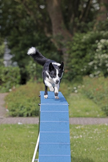 Border Collie, Agalität