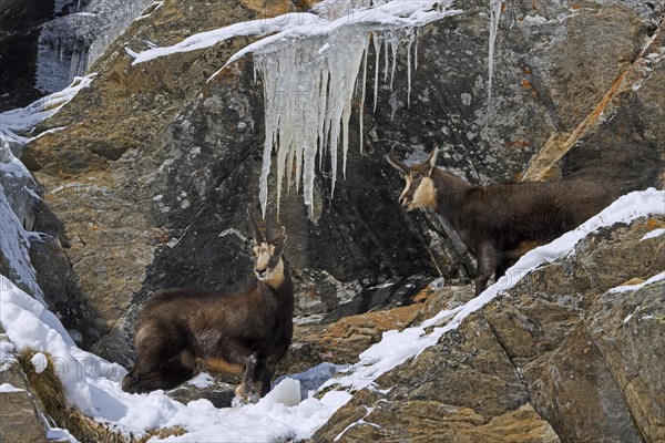 Rutting Alpine chamois (Rupicapra rupicapra) male, buck with female in snow covered rock face with icicles during the rut in winter in European Alps