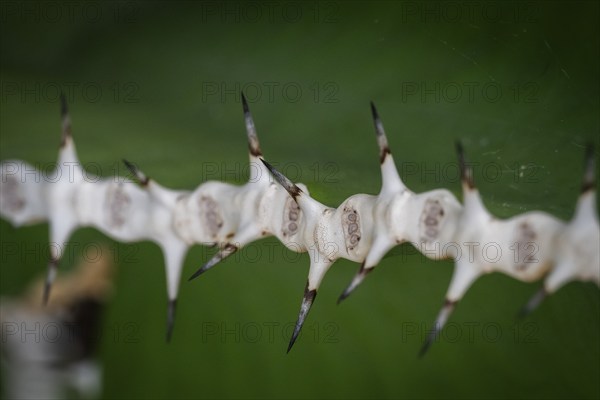 Close-up of sharp-edged thorns against a blurred background, Euphorbia, Princess of Wales Conservatory, Royal Botanic Gardens (Kew Gardens), UNESCO World Heritage Site, Kew, Greater London, England, United Kingdom, Europe