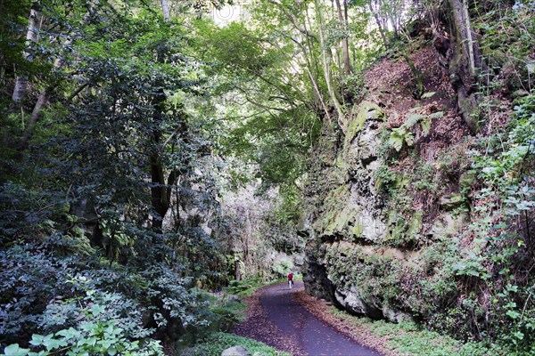 A narrow path leads through a dense forest with tall trees and rocks, in a quiet, green atmosphere, subtropical rainforest, laurel forest, La palma, Canary Islands, Spain, Europe