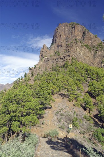 Rough rock formation with pine trees and clear sky along a hiking trail, Calder de Taburiente, Cumbricita, La Palma, Canary Islands, Spain, Europe