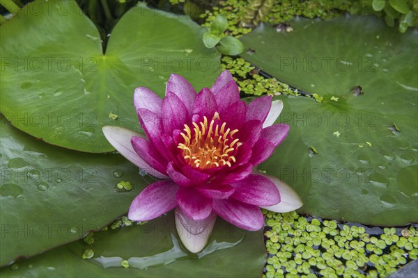 Red water lily (Nymphaea) on green leaves in a pond, duckweed, Baden-Württemberg, Germany, Europe