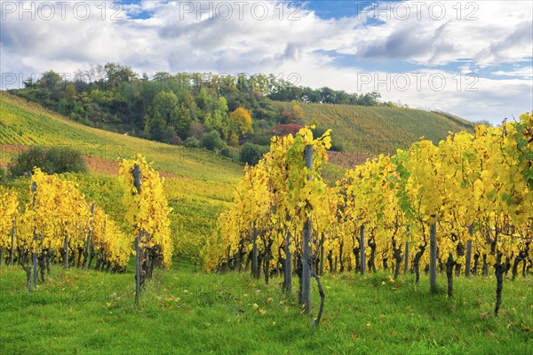 A vineyard in autumn with bright yellow leaves under a blue sky and gently rolling hills, Rems Valley, Korb, Baden-Württemberg, Germany, Europe