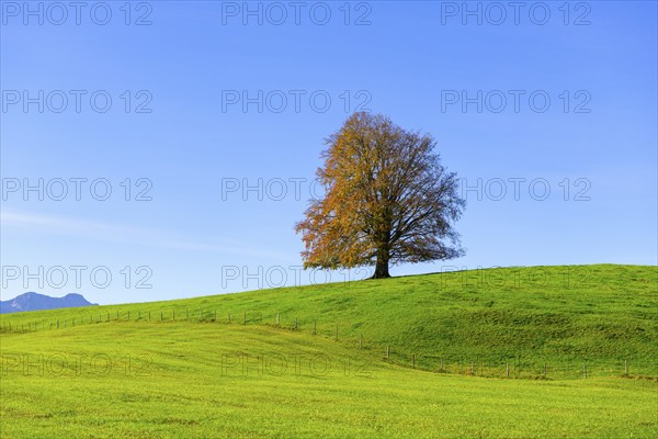 Single tree on a wide, green field in front of a blue sky, copper beech (Fagus sylvatica) in autumn, Rieden am Forggensee, Ostallgäu, Allgäu, Swabia, Bavaria, Germany, Europe