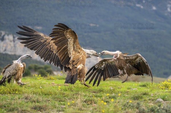 Griffon Vultures (Gyps fulvus) fighting on a flowering meadow in autumn, Pyrenees, Catalonia, Spain, Europe