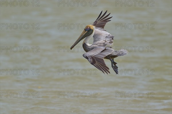 Brown Pelican, (Pelecanus occidentalis), Brown Pelican, approaching to fish in the sea, Flamingo, Everglades National Park, Florida, USA, North America