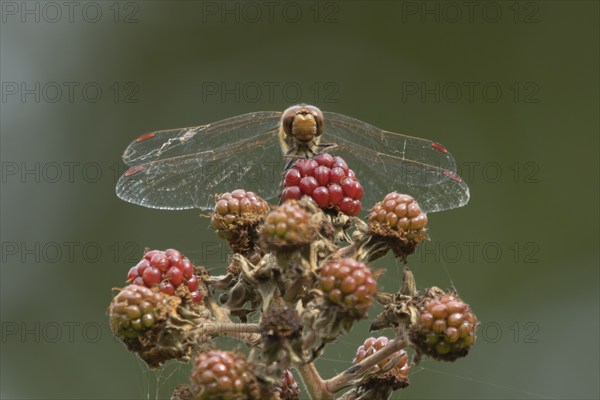 Common darter dragonfly (Sympetrum striolatum) adult male insect on a blackberry fruit in the summer, England, United Kingdom, Europe