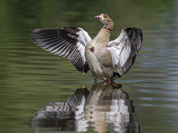 Egyptian goose (Alopochen aegyptiacus) standing in shallow water in a pond and flapping its wings, Thuringia, Germany, Europe