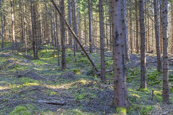 Old Hollow way in a spruce tree forest with green moss on the forest floor Sweden