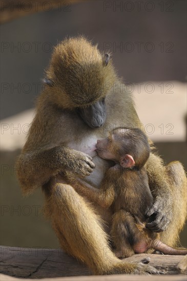 A baboon mother suckles her young in a quiet scene, Guinea baboon (Papio papio), captive, Germany, Europe