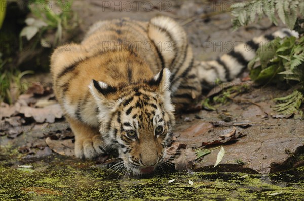 Tiger cub drinking water and lying on wet ground with leaves, Siberian tiger (Panthera tigris altaica), captive, occurrence Russia, North Korea and China