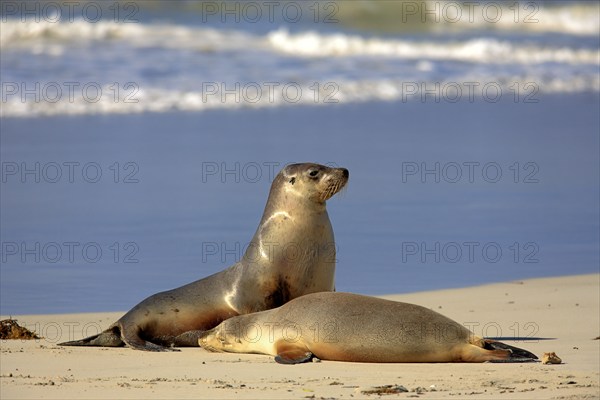 Australian Sea Lions (Neophoca cinerea), female with young, Kangaroo Island, South Australia