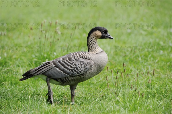 Hawaiian goose (Nesochen sandvicensis) or Nene goose, captive, occurring in Hawaii