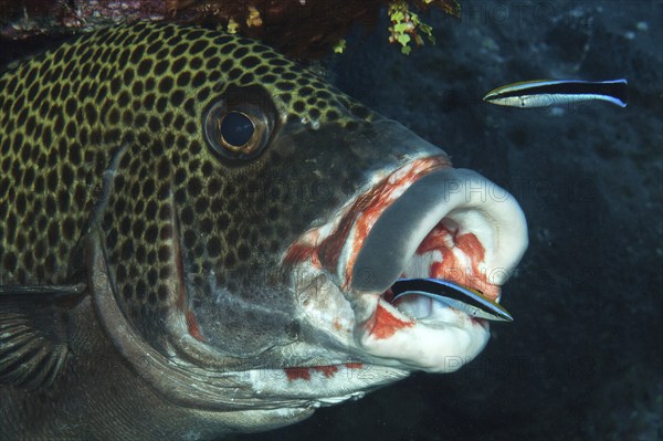 Harlequin sweetlip (Plectorhinchus chaetodonoides) have their parasites removed at an open-mouthed cleaning station by a pair of cleaner wrasse (Labroides dimidiatus), Pacific Ocean, Caroline Islands, Yap Island, Yap State, FSM, Federated States of Micronesia