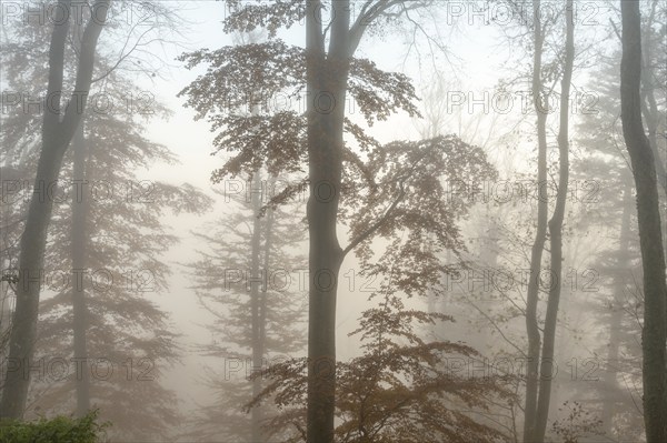 Autumn forest in the mist. Bas-Rhin, Collectivite europeenne d'Alsace, Grand Est, France, Europe