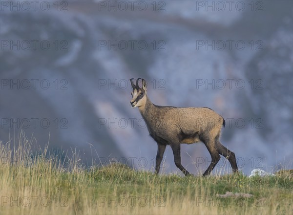 Chamois (Rupicapra rupicapra) on the ridge, Hochschwab, Styria, Austria, Europe