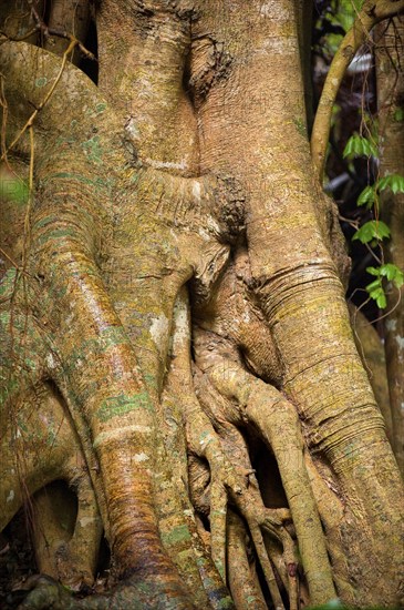 Tree root with strangler fig in detail, tropical tree, tree, detail, rainforest, Queensland, Australia, Oceania