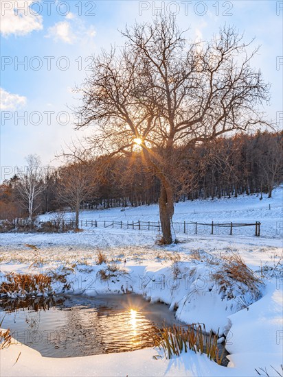 Waterhole in a snowy landscape, sunbeams shining through branches of a single tree, Ternitz, Lower Austria, Austria, Europe