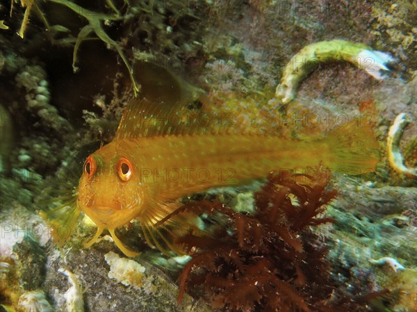 Variable blenny (Parablennius pilicornis), dive site Marine Protected Area Cap de Creus, Rosas, Costa Brava, Spain, Mediterranean Sea, Europe