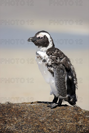 African penguin (Spheniscus demersus), Boulder, Simon's Town, Western Cape, South Africa, moulting, Africa