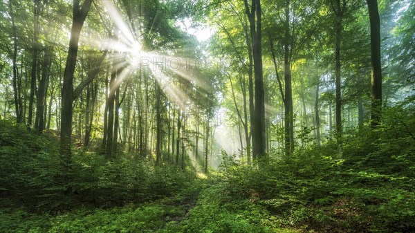 Natural beech forest, sun shining through morning mist, Hohe Schrecke mountain range, Thuringia, Germany, Europe