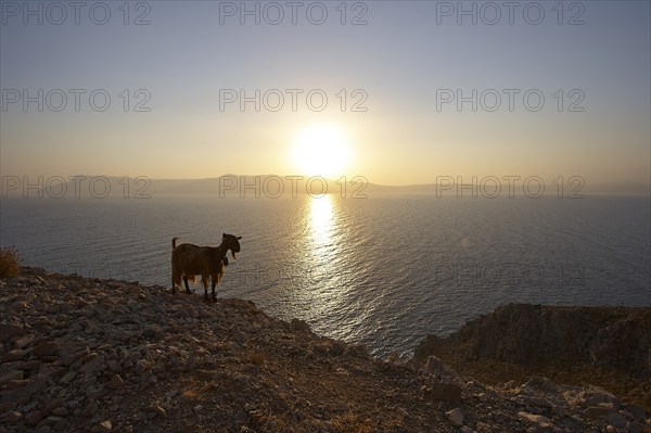 Gramvoussa peninsula, sunrise, Rodopou peninsula, sun reflection on the water, goat (caprae) silhouette, Pirate Bay, Balos, Tigani, West Crete, island of Crete, Greece, Europe